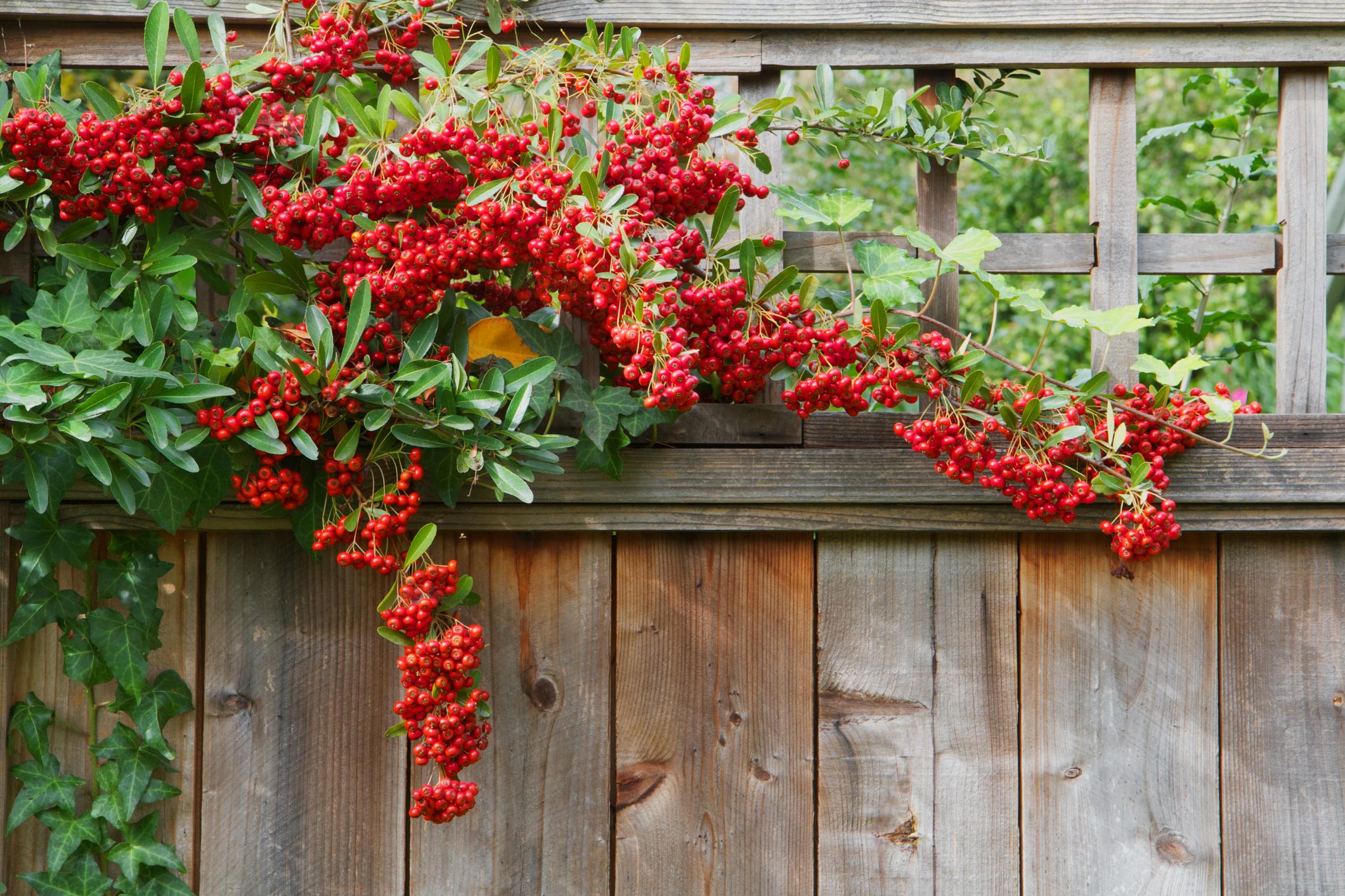 rustic gate