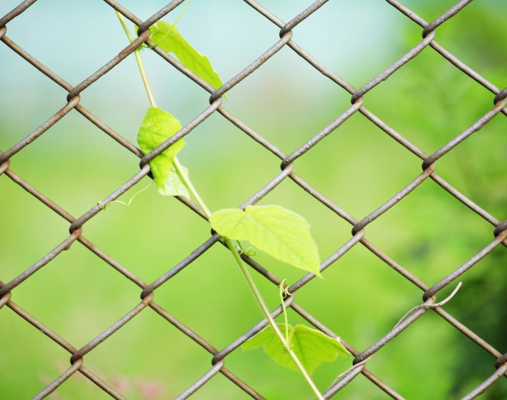 chainlink fence